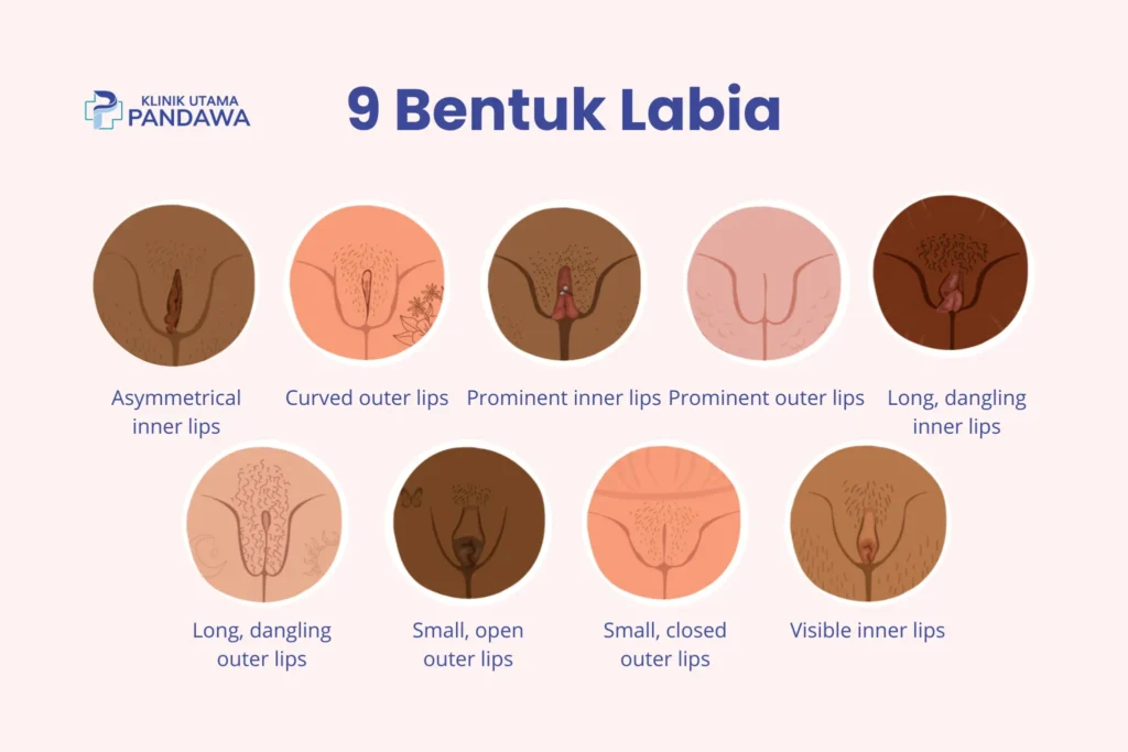 jenis labia