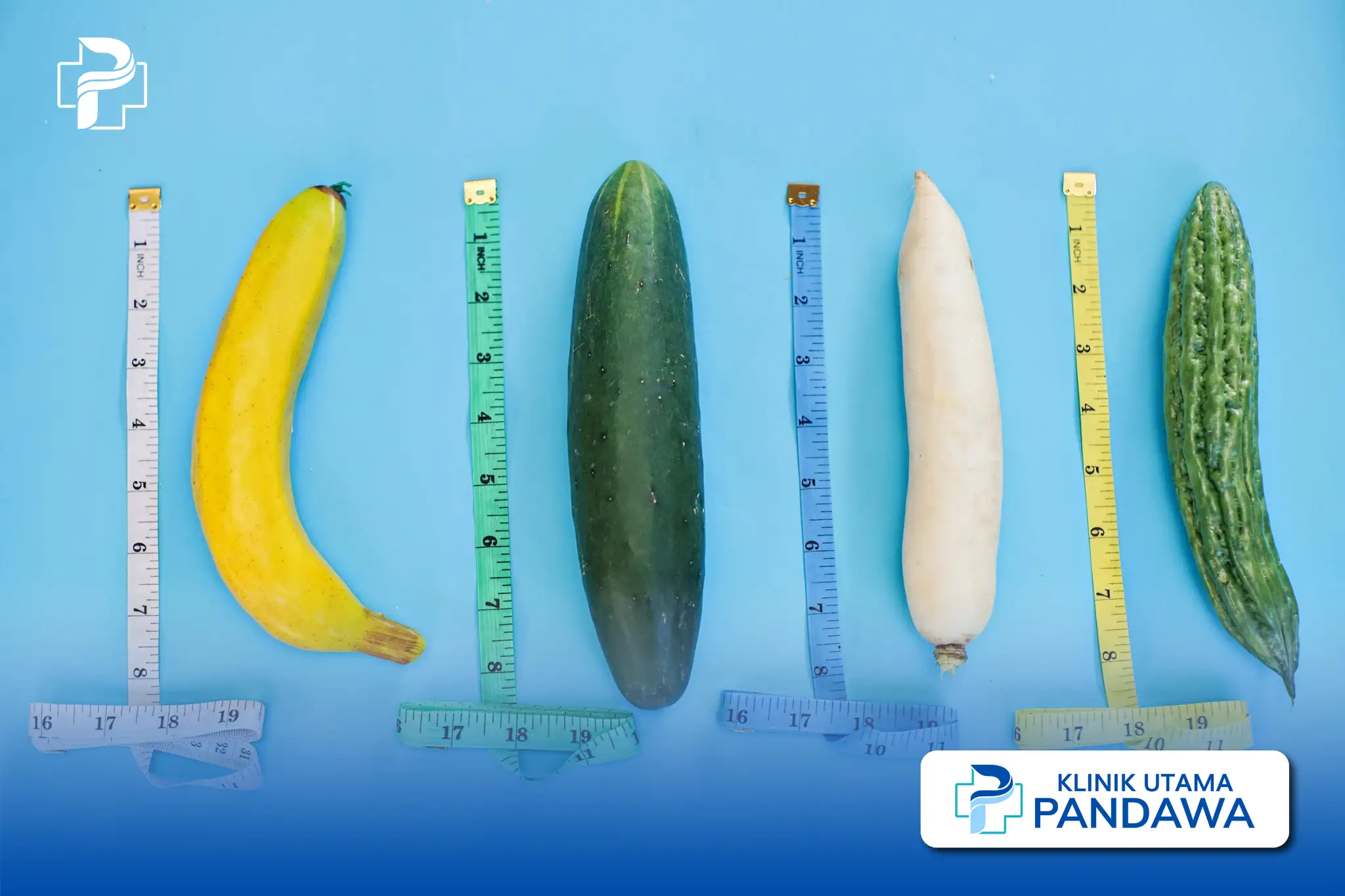 bentuk penis